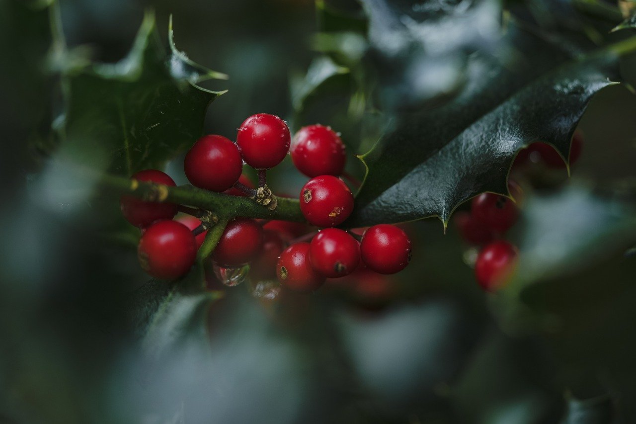 holly, ilex, red berries