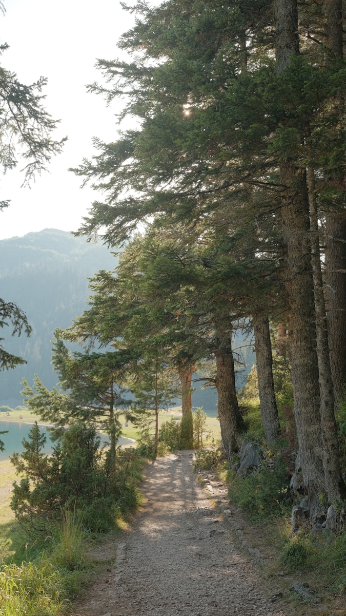 a path in the woods leading to a lake